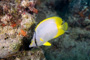 slides/_MG_1709-Edit.jpg Butterflyfish, Coral Sea Fans Rocks, Underwater _MG_1709-Edit