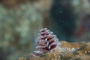 slides/_MG_1717.jpg Christmas Tree Worm, Coral Sea Fans Rocks, Underwater _MG_1717