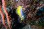 slides/_MG_1723-Edit.jpg Butterflyfish, Coral Sea Fans Rocks, Underwater _MG_1723-Edit