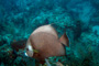 slides/_MG_1726-Edit.jpg Coral Sea Fans Rocks, Underwater, grey Angel _MG_1726-Edit