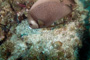 slides/_MG_1727-Edit.jpg Coral Sea Fans Rocks, Underwater, grey Angel _MG_1727-Edit