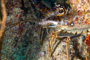 slides/_MG_1731-Edit.jpg Coral Sea Fans Rocks, Lobster, Underwater _MG_1731-Edit