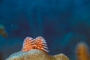 slides/_MG_1736-Edit.jpg Christmas Tree Worm, Coral Sea Fans Rocks, Underwater _MG_1736-Edit