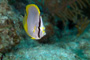 slides/_MG_1747-Edit.jpg Butterflyfish, Coral Sea Fans Rocks, Underwater _MG_1747-Edit