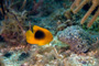 slides/_MG_1752-Edit.jpg Coral Sea Fans Rocks, Underwater, rock Beauty Juvenile _MG_1752-Edit