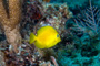 slides/_MG_1755-Edit.jpg Blue Tang Juvenile, Coral Sea Fans Rocks, Underwater _MG_1755-Edit