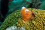 slides/_MG_1758-Edit.jpg Christmas Tree Worm, Coral Sea Fans Rocks, Underwater _MG_1758-Edit