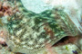 slides/_MG_1771-Edit.jpg Coral Sea Fans Rocks, Underwater, Yellow Stingray _MG_1771-Edit