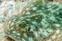 slides/_MG_1776-Edit.jpg Coral Sea Fans Rocks, Underwater, Yellow Stingray _MG_1776-Edit