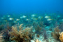 slides/_MG_1796-Edit.jpg Coral Sea Fans Rocks, Porgy, Underwater _MG_1796-Edit