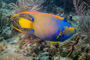 slides/_MG_1802-Edit.jpg Angelfish, Coral Sea Fans Rocks, Queen Angel, Underwater _MG_1802-Edit