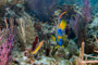 slides/_MG_1804-Edit.jpg Angelfish, Coral Sea Fans Rocks, Queen Angel, Underwater _MG_1804-Edit