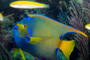 slides/_MG_1806-Edit.jpg Angelfish, Coral Sea Fans Rocks, Queen Angel, Underwater _MG_1806-Edit