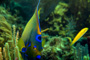 slides/_MG_1807-Edit.jpg Angelfish, Coral Sea Fans Rocks, Queen Angel, Underwater _MG_1807-Edit