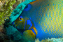 slides/_MG_1816-Edit.jpg Angelfish, Queen Angel, Underwater, eye _MG_1816-Edit