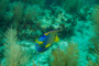 slides/_MG_1828-Edit.jpg Angelfish, Coral Sea Fans Rocks, Queen Angel, Underwater _MG_1828-Edit