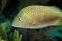 slides/_MG_1832-Edit.jpg Coral Sea Fans Rocks, Underwater, White Grunt _MG_1832-Edit