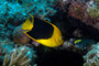 slides/_MG_1837-Edit.jpg Coral Sea Fans Rocks, Rock Beauty, Underwater _MG_1837-Edit