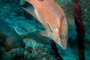 slides/_MG_1863-Edit.jpg Coral Sea Fans Rocks, Underwater, hogfish _MG_1863-Edit