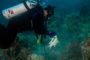 slides/_MG_1866-Edit.jpg Catch, Coral Sea Fans Rocks, TJ, Underwater, hogfish _MG_1866-Edit