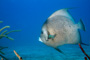 slides/_MG_1870-Edit.jpg Coral Sea Fans Rocks, Underwater, grey Angel _MG_1870-Edit