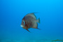 slides/_MG_1873-Edit.jpg Coral Sea Fans Rocks, Underwater, grey Angel _MG_1873-Edit