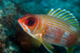 slides/_MG_1880-Edit.jpg Coral Sea Fans Rocks, Squirrelfish, Underwater, eye _MG_1880-Edit