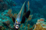 slides/_MG_1884-Edit.jpg Angelfish, Coral Sea Fans Rocks, French Angel, Underwater _MG_1884-Edit