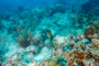 slides/_MG_1893-Edit.jpg Coral Sea Fans Rocks, Green Moray, Underwater _MG_1893-Edit