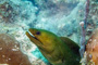 slides/_MG_1903-Edit.jpg Coral Sea Fans Rocks, Green Moray, Underwater _MG_1903-Edit