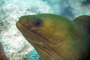 slides/_MG_1904-Edit.jpg Coral Sea Fans Rocks, Green Moray, Underwater, eye _MG_1904-Edit