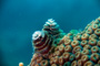 slides/_MG_1906-Edit.jpg Christmas Tree Worm, Coral Sea Fans Rocks, Underwater _MG_1906-Edit