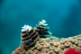 slides/_MG_1909-Edit.jpg Christmas Tree Worm, Coral Sea Fans Rocks, Underwater _MG_1909-Edit