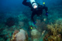 slides/_MG_1911-Edit.jpg Catch, Coral Sea Fans Rocks, TJ, Underwater, hogfish _MG_1911-Edit