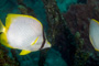 slides/_MG_1918-Edit.jpg Butterflyfish, Coral Sea Fans Rocks, Underwater, eye _MG_1918-Edit