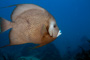 slides/_MG_1920-Edit.jpg Coral Sea Fans Rocks, Underwater, grey Angel _MG_1920-Edit