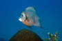 slides/_MG_1926-Edit.jpg Coral Sea Fans Rocks, Underwater, grey Angel _MG_1926-Edit