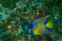 slides/_MG_1931-Edit.jpg Coral Sea Fans Rocks, Queen Angel Juvenile, Underwater _MG_1931-Edit