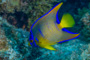 slides/_MG_1940-Edit.jpg Coral Sea Fans Rocks, Queen Angel Juvenile, Underwater, eye _MG_1940-Edit