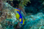 slides/_MG_1941-Edit.jpg Coral Sea Fans Rocks, Queen Angel Juvenile, Underwater, eye _MG_1941-Edit