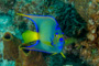 slides/_MG_1949-Edit.jpg Angelfish, Coral Sea Fans Rocks, Queen Angel, Underwater _MG_1949-Edit