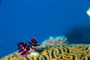 slides/_MG_1957-Edit.jpg Christmas Tree Worm, Coral Sea Fans Rocks, Underwater _MG_1957-Edit