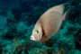 slides/_MG_1963-Edit.jpg Coral Sea Fans Rocks, Underwater, grey Angel _MG_1963-Edit