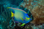 slides/_MG_1967-Edit.jpg Angelfish, Coral Sea Fans Rocks, Queen Angel, Underwater _MG_1967-Edit