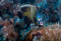 slides/_MG_1969-Edit.jpg Angelfish, Coral Sea Fans Rocks, French Angel, Underwater, eye _MG_1969-Edit