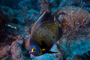 slides/_MG_1971-Edit.jpg Angelfish, Coral Sea Fans Rocks, French Angel, Underwater _MG_1971-Edit