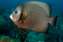 slides/_MG_1980-Edit.jpg Coral Sea Fans Rocks, Underwater, eye, grey Angel _MG_1980-Edit