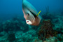 slides/_MG_1986-Edit.jpg Coral Sea Fans Rocks, Underwater, eye, grey Angel _MG_1986-Edit