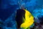 slides/_MG_1991-Edit.jpg Coral Sea Fans Rocks, Rock Beauty, Underwater _MG_1991-Edit