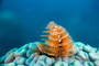 slides/_MG_1998-Edit.jpg Christmas Tree Worm, Coral Sea Fans Rocks, Underwater _MG_1998-Edit